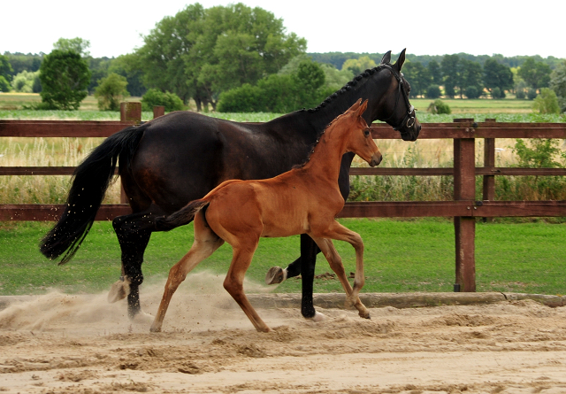 Hengstfohlen v. His Moment u.d. Pr.u.StPrSt. Schwalbenmrchen v. Kostolany  - Foto Beate Langels