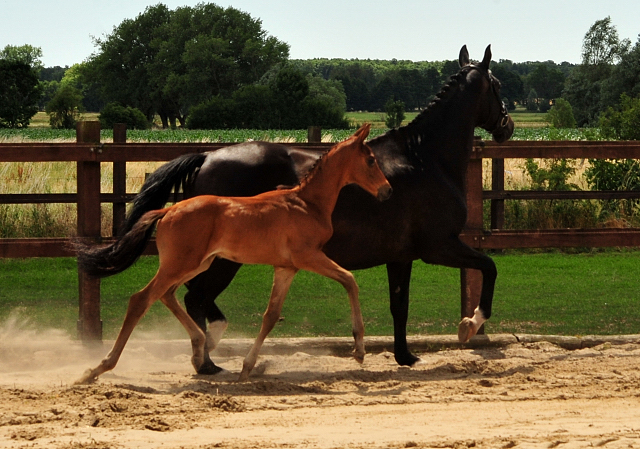 Hengstfohlen v. His Moment u.d. Pr.u.StPrSt. Schwalbenmrchen v. Kostolany  - Foto Beate Langels