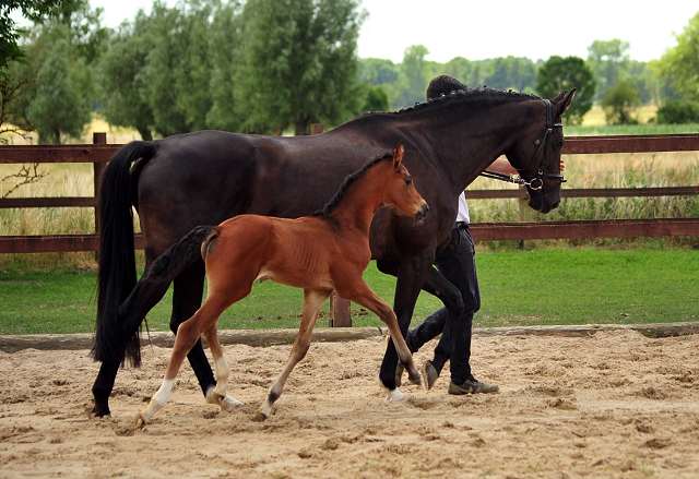 Hengstfohlen von His Moment u.d. Pr.u.StPrSt. Schwalbenmagie v. Exclusiv 
 - Gestt Schplitz