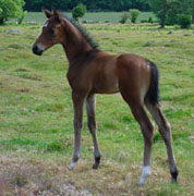 Hengstfohlen von Kostolany - Lehndorff's, Foto: Kemna