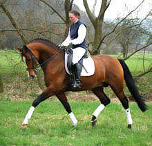 Trakehner Hengst Freudenfest und Sarah