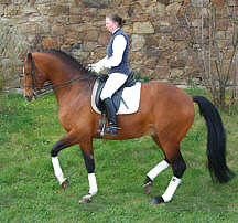 Trakehner Hengst Freudenfest and Sarah