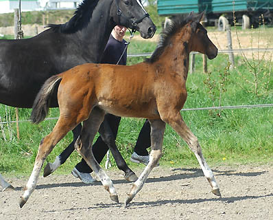 Trakehner Stutfohlen von Freudenfest u.d. Pr.St. Grace Note v. Alter Fritz - Gestt Schplitz - Foto: Beate Langels