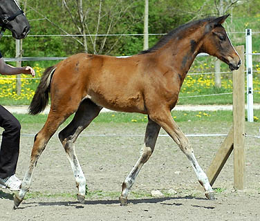 Trakehner Stutfohlen von Freudenfest u.d. Prmienstute Grace Note v. Alter Fritz Kostolany - Gestt Schplitz, Foto: Beate Langels