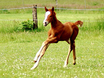 Trakehner Stutfohlen von Freudenfest u.d. Peronja v. Exclusiv