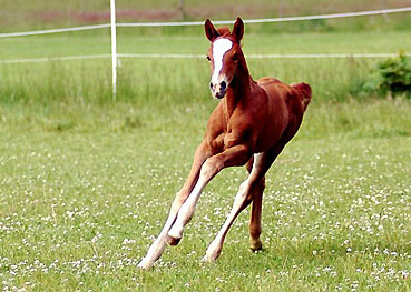 Trakehner Stutfohlen von Freudenfest u.d. Peronja v. Exclusiv