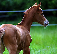 Stutfohlen von Freudenfest - Exclusiv
