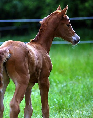 Trakehner Stutfohlen von Freudenfest u.d. Peronja v. Exclusiv