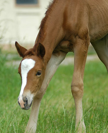 Trakehner Stutfohlen von Freudenfest u.d. Peronja v. Exclusiv
