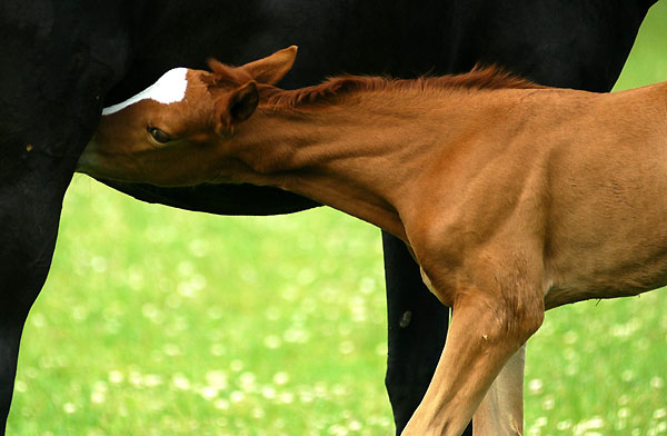 Trakehner Stutfohlen von Freudenfest u.d. Peronja v. Exclusiv