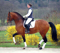 Trakehner stallion Freudenfest and Sarah