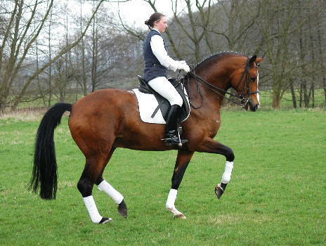 Trakehner Champion-sire Freudenfest and the 19 years old Sarah