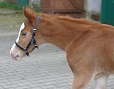 wenige Tage alt: Hengstfohlen von Freudenfest u.d. Nefertari v. Kostolany