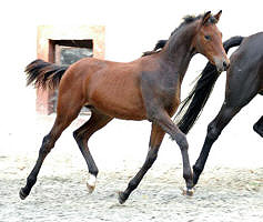 Filly by Freudenfest - Exclusiv