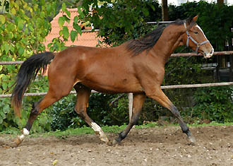 Gustav der Groe von Freudenfest - Trakehner Gestt Hmelschenburg