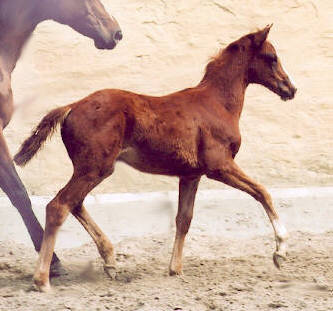 Klassic by Freudenfest out of Kassuben by Exclusiv, 4 weeks old