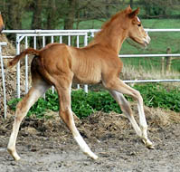 Hengstfohlen von Freudenfest u.d Mainau v. Caanitz, Zchter: Karl-Heinz Kriwet, Foto: Beate Langels Gestt Hmelschenburg