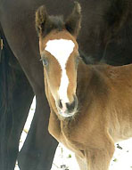 Trakehner Hengstfohlen von Freudenfest u.d. Omnia v. Latimer, Zchter: Dirk Matthias