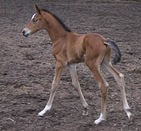 wenige Tage alt: Hengstfohlen von Freudenfest u.d. Belvedere v. Fontainbleau - Schwadroneur