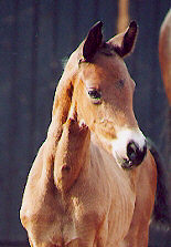 Filly by Freudenfest out of Premium-Mare Schwalbenspiel - 6 days old