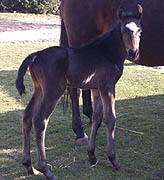 3 Tage altes Trakehner Hengstfohlen von Freudenfest u.d. Sagitta P v. Napoleon Quattre, Foto Stuhlemmer