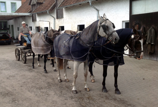 Apollo und Schwalbenprinz v. Kostolany u.d. Pr.St. Schwalbenfeder v. Summertime - angespannt von Heinrich Freiherr von Senden - Trakehner Gestt Hmelschenburg