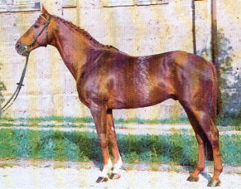 Fierant xx - langjhriger Hauptbeschler in Graditz