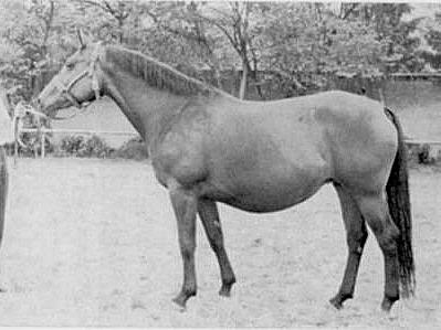 Flocke von Gabriel - Mutter des Trakehner Vererbers Flaneur