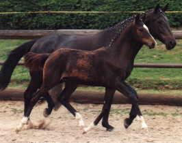 Trakehner Wallach Gentle Giant v. Alter Fritz - Red Patrick xx, Zchter: Gestt Hmelschenburg Beate Langels