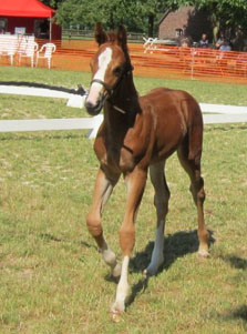 Trakehner Stutfohlen von Freudenfest u.d. Lillyfee