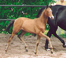 Stutfohlen von Freudenfest u.d. Pr.St. Schwalbenspiel - anllich der Fohlenschau am 31.5.2003
