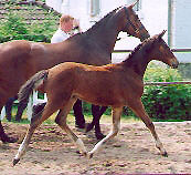 Stutfohlen v. Alter Fritz - Red Patrick xx