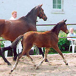 Stutfohlen von Alter Fritz und der St.Pr.St. Guendalina v. Red Patrick xx