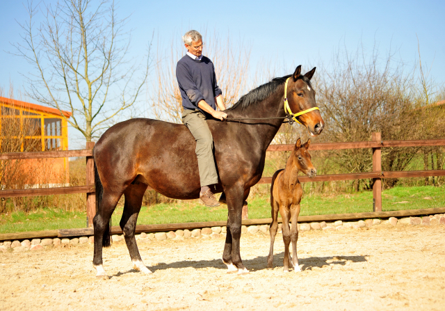 Gardema v. Shavalou u.d. Elitestute Gloriette v. Kostolany - Fototermin in Schplitz  - Foto: Beate Langels - Trakehner Gestt Hmelschenburg