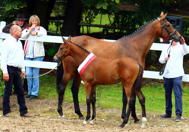 Trakehner Stutfohlen von Saint Cyr - Cadeau - Foto: privat