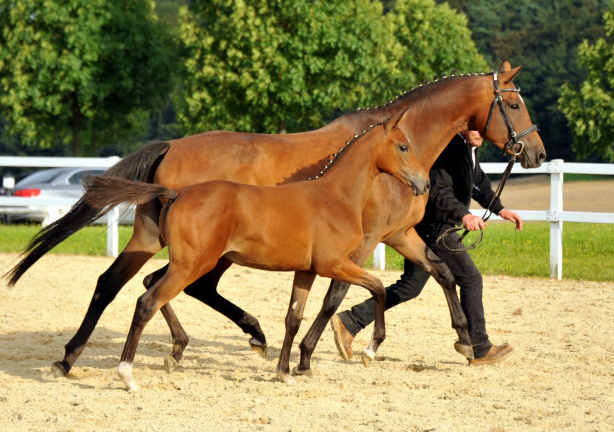 Trakehner Stutfohlen von Saint Cyr - Cadeau - Foto: Beate Langels