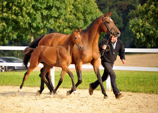 Trakehner Stutfohlen von Saint Cyr - Cadeau - Foto: Beate Langels