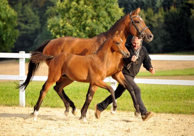 Trakehner Stutfohlen von Saint Cyr - Cadeau - Foto: Beate Langels