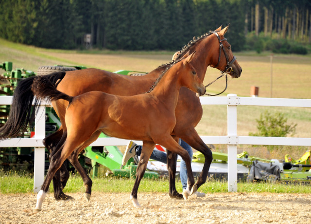 Trakehner Stutfohlen von Saint Cyr - Cadeau - Foto: Beate Langels