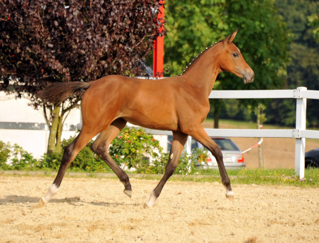 Trakehner Stutfohlen von Saint Cyr - Cadeau - Foto: Beate Langels