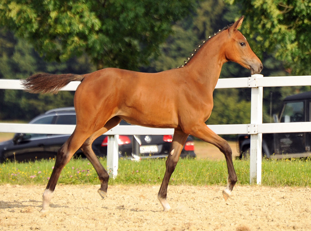 Trakehner Stutfohlen von Saint Cyr - Cadeau - Foto: Beate Langels