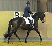 Galantina v. Summertime x Kostolany, Platz 3 in der Stutenleistungsprfung, Foto: Dr. Peter Richterich