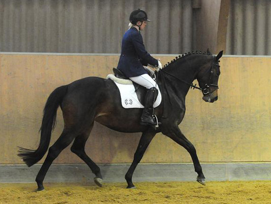 Galantina v. Summertime x Kostolany, 4-jhrig im Mai 2010, Foto: Dr. Peter Richterich