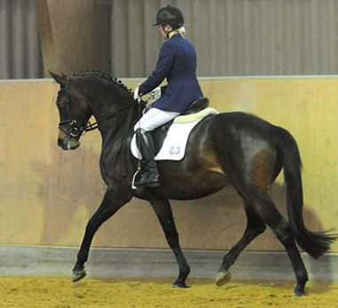 Galantina v. Summertime x Kostolany, 4-jhrig im Mai 2010, Foto: Dr. Peter Richterich