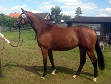 Reservesiegerin Galatea