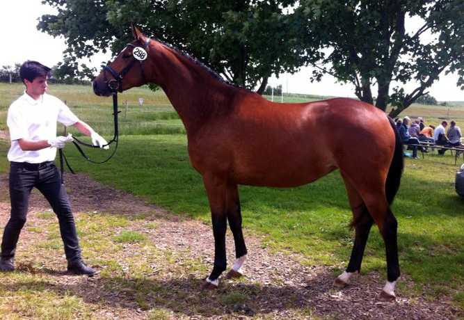 Trakehner Stute GALATEA von Syriano u.d. Pr.St. Gracia Patricia II v. Alter Fritz - Gestt Schplitz - Foto: Beate Langels