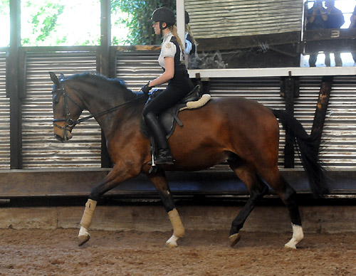 Galileo von Exclusiv u.d. Gwendolyn v. Maestro - Kostolany - Karon - Foto: Beate Langels - Trakehner Gestt Hmelschenburg