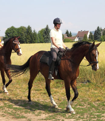 Galileo von Exclusiv u.d. Gwendolyn v. Maestro - Kostolany - Karon - Foto: privat