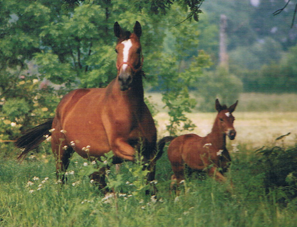 Gavotte und ihre Tochter Gloriette v. Kostolany