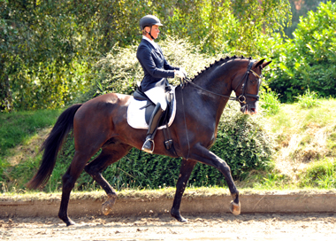 GRAND CORAZON von Symont u.d. Pr.u.StPrSt. Guendalina v. Red Patrick xx Foto: Beate Langels - Trakehner Gestt Hmelschenburg